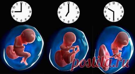 Главное родиться в правильное время: влияние часа рождения на судьбу человека