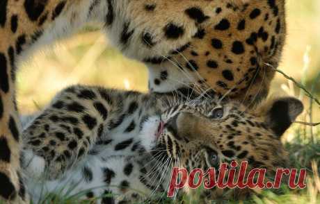 Обои хищники, детёныш, котёнок, материнство, амурский леопард, © Anne-Marie Kalus картинки на рабочий стол, раздел кошки - скачать