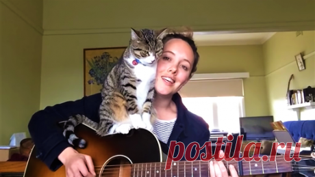 "Музыкальные кошки": 11 забавных мелодий с участием животных. Что привлекает питомцев в мире звуков | Котоварня