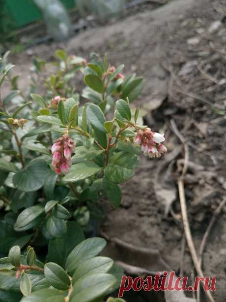 Брусника обыкновенная (Vaccinium vitis-idaea)