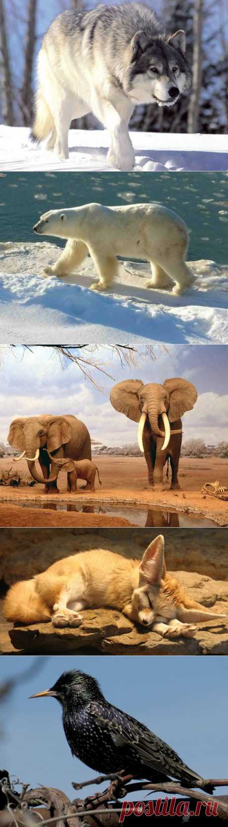 Загадки эволюции: Размеры животных зависят от климата - Хорошие новости про животных
