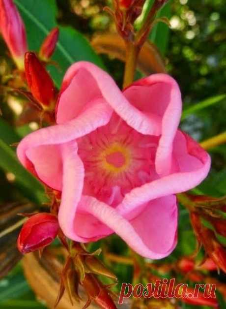 Oleander (Nerium oleander)