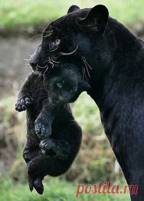 Черная пантера (описание, 17 фото)