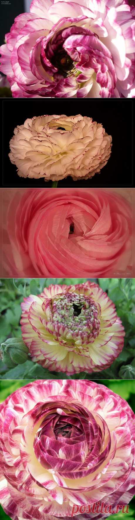 Азиатские лютики. Ранункулюсы — розы весны | Newpix.ru - позитивный интернет-журнал