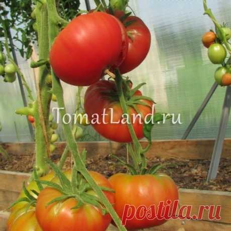 Томат Дикая роза: описание сорта, отзывы, фото, урожайность | tomatland.ru