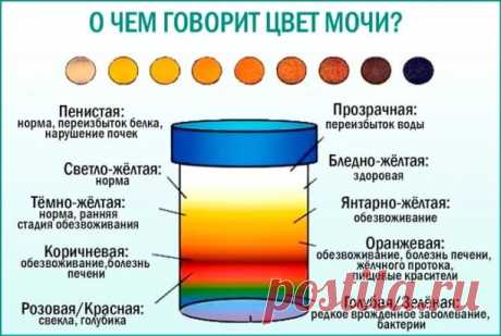 Тело человека, 
Цвет мочи и заболевания

Привыкли, что моча всегда желтая? Действительно, нормальный цвет — соломенно-желтый. Но она бывает и светлая, как вода, и бурая, и темно-коричневая, и красная. Окраска, а точнее, ее отклонение от нормы указывает на проблемы в мочевыводящих путях и почках.

Коричневый, ореховый цвет намекает на заболевание печени и избыток в моче желчных пигментов (билирубина), бурый — на воспаление мочевого пузыря (цистит), особенно если имеется бол...