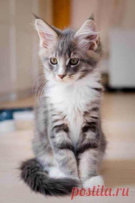 Мейн-кун: все о кошке, фото, описание породы, характер, цена