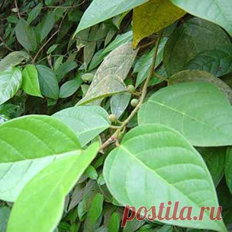 Фикус стреловидный / Ficus sagittata