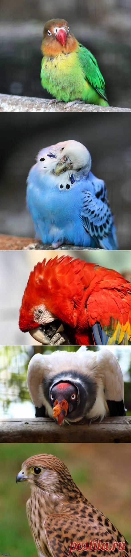 Птицы Бали.