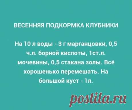 весенняя подкормка клубники