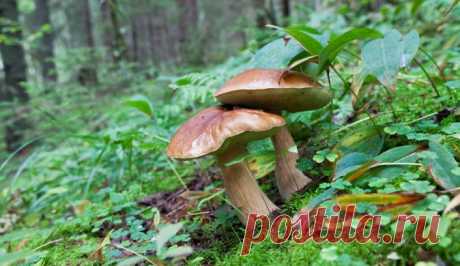 Как вырастить лесные грибы на даче | sunny7 - женский портал