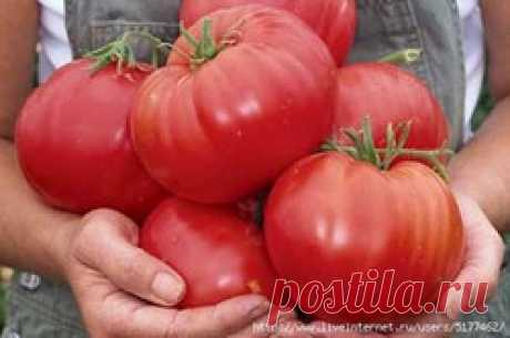 Выращивание помидоров: Дневник пользователя galinuk