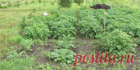 Опытные посадки картофеля в три ряда — 6 соток