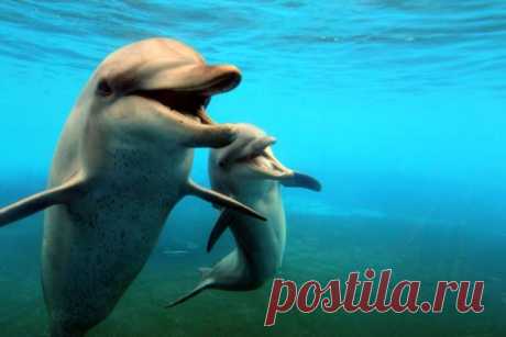 Афалина: Обратная чёрная сторона дельфинов, о которой не принято говорить - Охота и рыбалка - медиаплатформа МирТесен