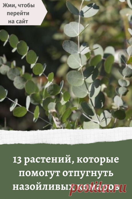 13 растений, которые помогут отпугнуть назойливых комаров