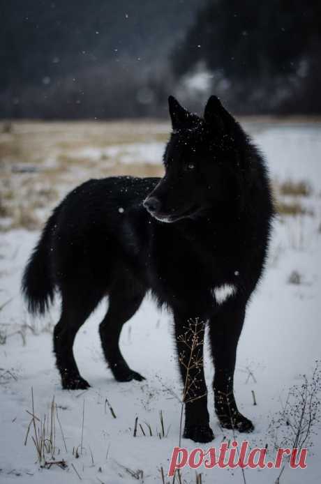Черный волк картинки - 82 фото - картинки и рисунки: скачать бесплатно