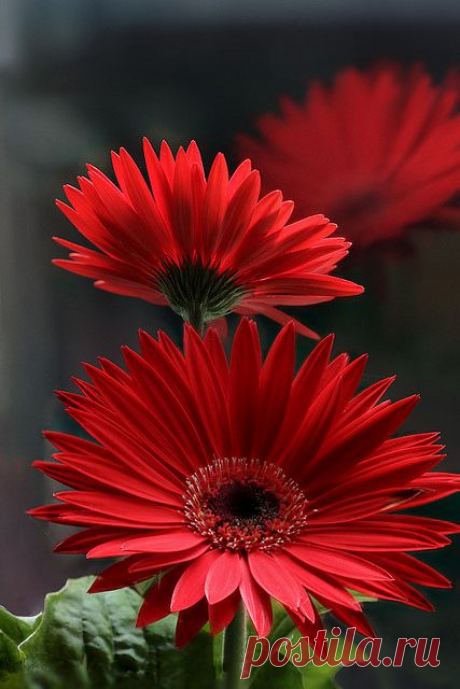 StudioView - Gerbera on the windowsill #3 by Lord V on Flickr.