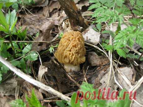 Сморчковая шапочка - гриб несправедливый! (съедобные грибы весны, часть 4) | Это грибы! | Яндекс Дзен