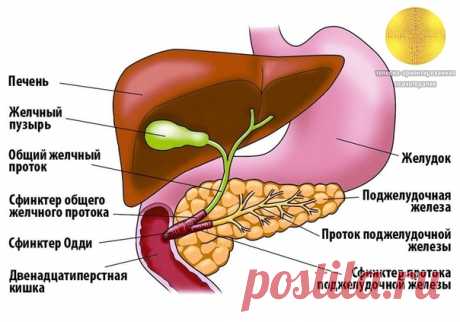 Если хотите долго жить и быть здоровыми – регулярно грейте печень!

Древние люди боготворили, чтили печень и полагали, что она является не только центром души, но и самым важным органом в нашем теле. Печень не столь романтична, как сердце, и не столь глубока и таинственна, как мозг. Однако она имеет много прав на уникальность: она – хозяин химии нашего тела, а также начальник склада горючего и службы запаса, хозяин дома и центр контроля над ядами.

На своем необозримом пут...