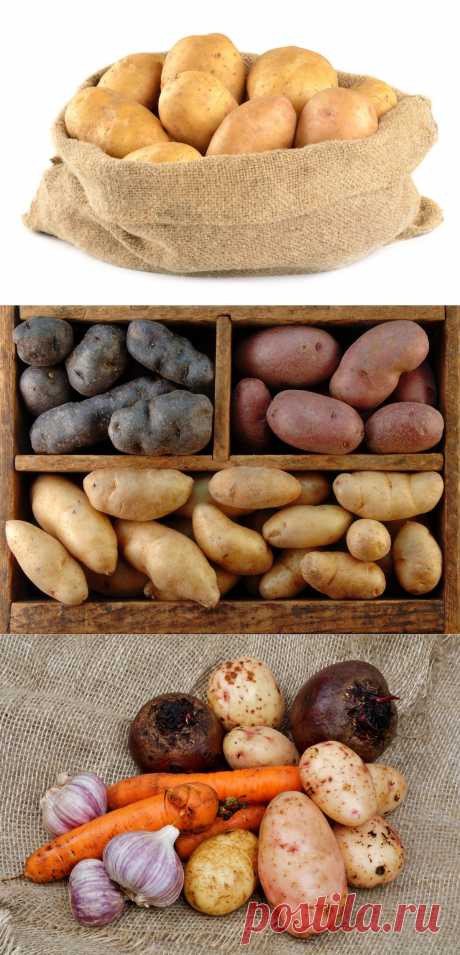 5 ошибок при хранении картофеля.