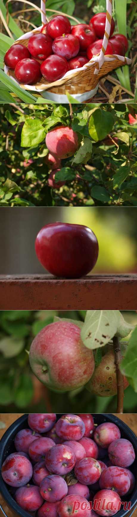 Урожай яблок | Дачный участок