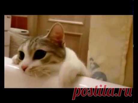 Кошка спасает хозяйку/The cat saved the owner