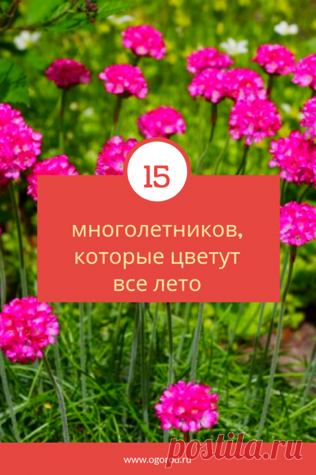 15 многолетников, которые цветут все лето