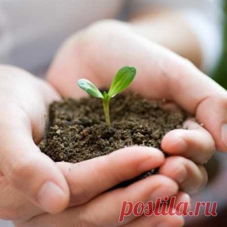 Как правильно подготовить почву для выращивания рассады