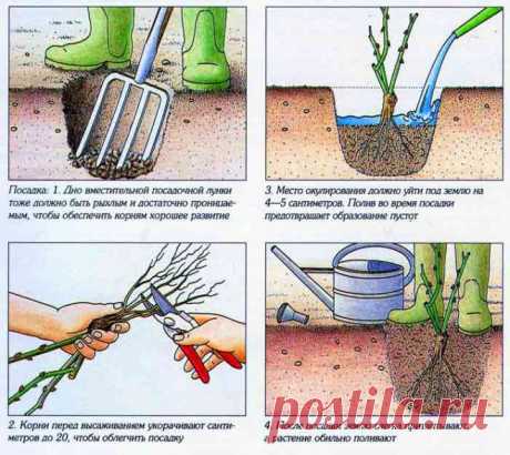 Как обрезать перед посадкой, посадить и подрастить розы