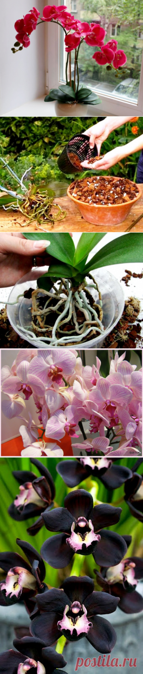 Сроки пересадки орхидеи после покупки