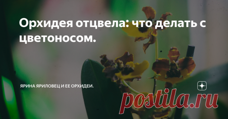 Орхидея отцвела: что делать с цветоносом. Много мифов (ну опять, ну сколько можно, ну когда же они закончатся, ну... извините, был напуган (с)) бродит по сети о том, что нужно делать с цветоносом орхидеи после цветения. Сейчас мы их препарируем.