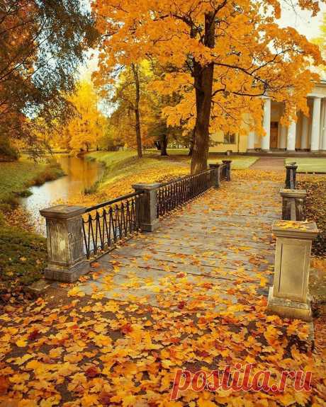 Золотая осень в Царском Селе.
Санкт-Петербург. 📷 nataabramova