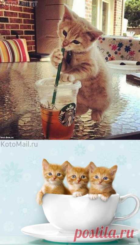 Кошки... чашки... | KotoMail.ru