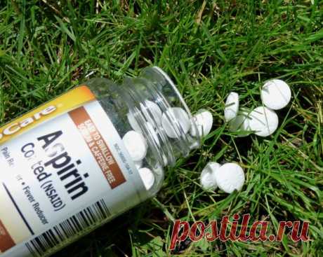 Посадите таблетку аспирина на своем огороде. Лучший помощник в борьбе с заразой. | Богатый урожай | Яндекс Дзен