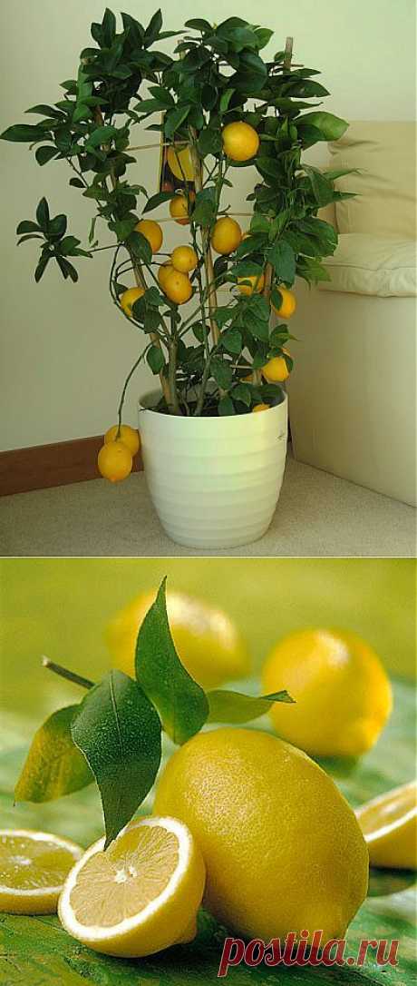 Уход за лимоном в домашних условиях | Cадим только сами