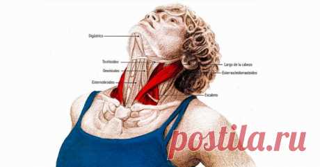 5 упражнений для шеи: нормализуют давление и освобождают от зажимов | Хитрости жизни