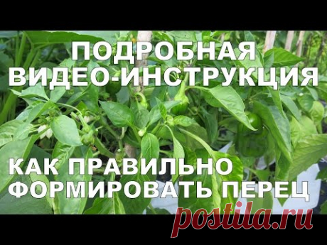 КАК ФОРМИРОВАТЬ ПЕРЕЦ ПОДРОБНАЯ ВИДЕО-ИНСТРУКЦИЯ / How to Prune Pepper Plants DETAILED VIDEO GUIDE