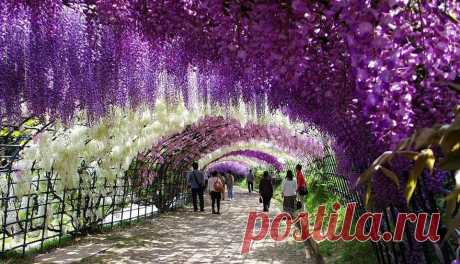 wisteria-flower-tunnel-kawachi-fuji-garden-japan