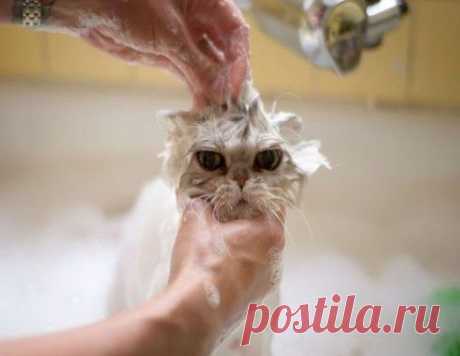 Bathing cat | Funny cats