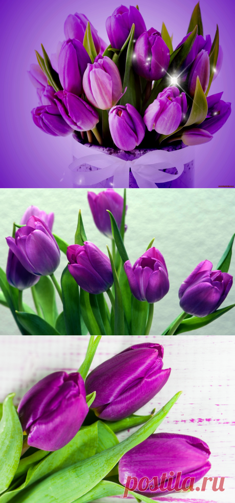 Хочу букет из фиолетовых тюльпанов…