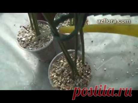 Размножение антуриума 1часть / Anthurium - propagation part1