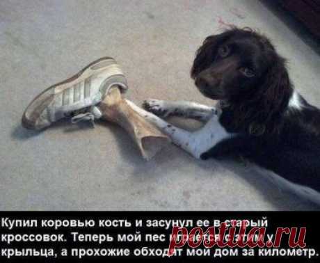 Смешные картинки, мемы и лучшие шутки Рунета.-Новости Дня