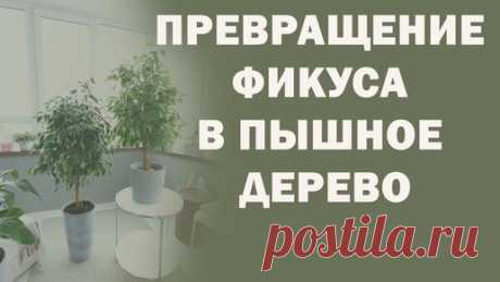 Секреты пышного ФИКУСА/ Адская стрижка или что делать, если ФИКУС ПОЛЫСЕЛ | 🌿 Зеленый балкон 🌿 | Дзен