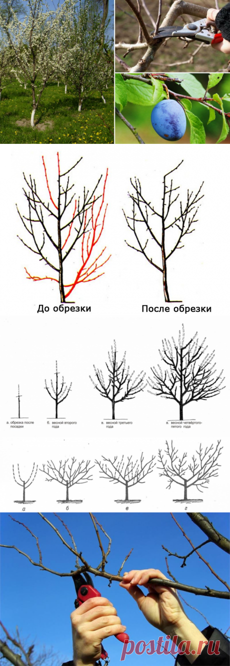 Правильная обрезка сливы – советы для начинающих (схемы, фото, видео)