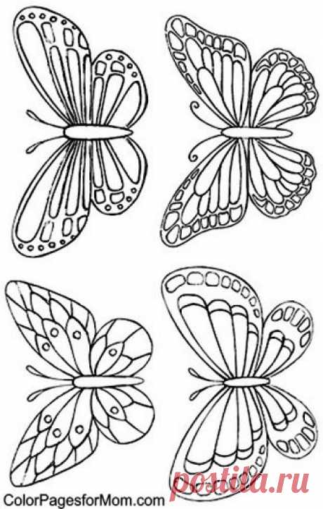 Butterfly Coloring Page 34