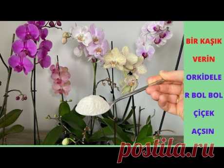 Дать ложку орхидеи обильно зацветут и дадут здоровые корни, Секрет удобрения для орхидей