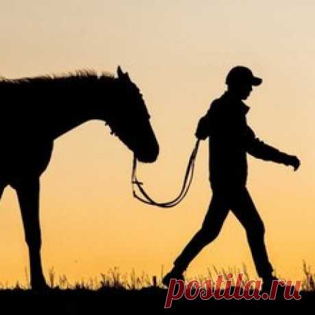 Россиянин пересек границу Казахстана на лошади, чтобы купить спиртное (10): Яндекс.Новости
