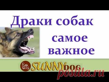 драки собак  что делать  как избежать драк причины драк