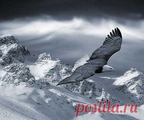 Soaring-eagle wallpaper - Free HD Desktop Wallpapers