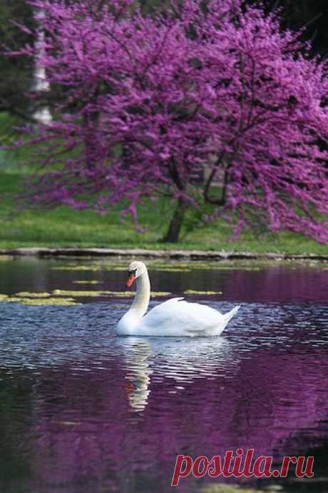 Spring Grove Swan | I love purple!!